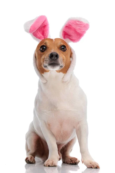 Dulce Mic Jack Russell Terrier Cățeluș Purtând Urechi Iepuraș Bandă — Fotografie, imagine de stoc