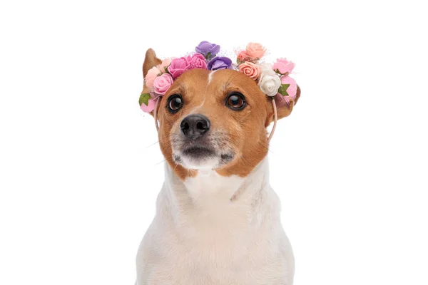 可愛いです小さなジャックRussell Terrier子犬ともに花ヘッドバンド見ます離れてと上の白い背景でスタジオ — ストック写真