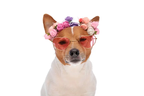 Dulce Gato Pequeño Russell Terrier Perro Con Coloridas Flores Diadema —  Fotos de Stock