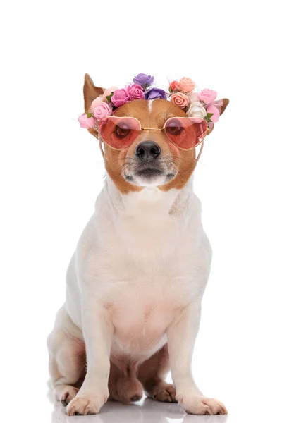 Jack Russell Cute Anjing Terrier Dengan Kacamata Hitam Dan Bunga — Stok Foto