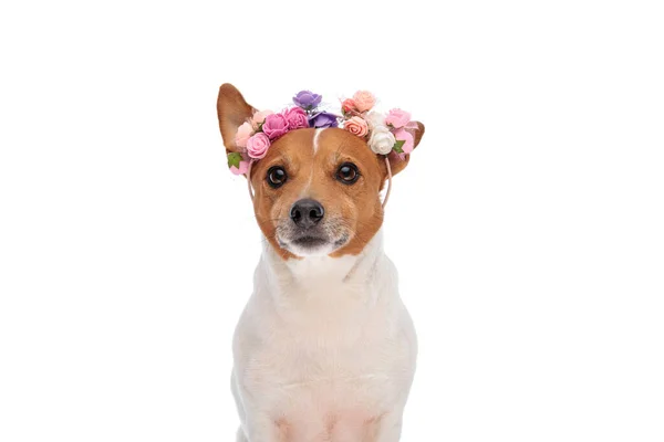 美しいジャック ラッセル花のヘッドバンドを身に着けているテリア子犬と白い背景の前で春を楽しむ — ストック写真