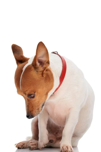 Imádnivaló Jack Russel Terrier Kutya Gallér Néz Fehér Háttér — Stock Fotó