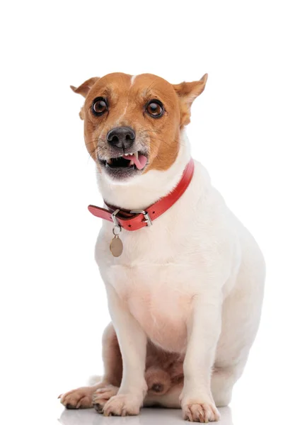 Divertido Jack Russell Terrier Perro Gruñendo Haciendo Caras Divertidas Con — Foto de Stock