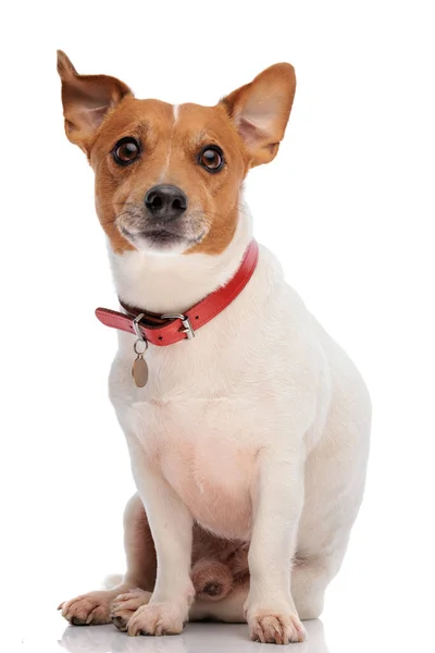 漂亮的杰克 鲁塞尔犬 身穿红领衫 坐在工作室的白色背景上向前看 — 图库照片