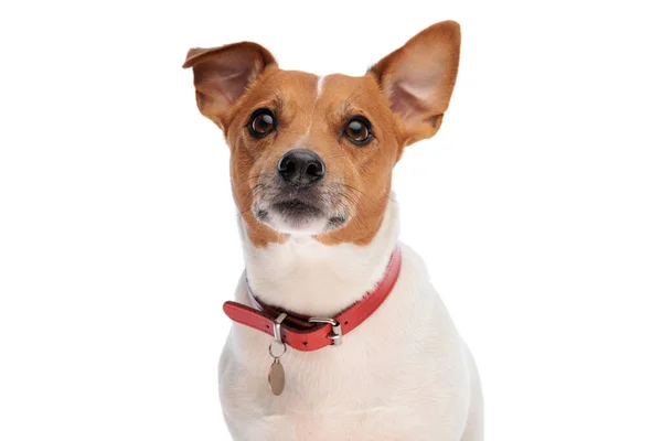 Lovely Curious Jack Russell Terrier Dog Red Collar Looking Sitting — Stock Photo, Image