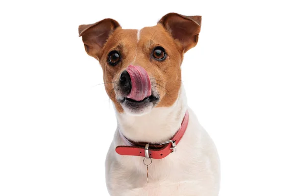 Encantador Gato Russell Terrier Cachorro Mirando Hacia Arriba Lamiendo Nariz — Foto de Stock