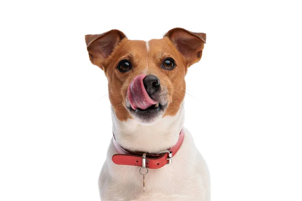 Dulce Poco Jack Russell Terrier Perro Sobresaliendo Lengua Lamiendo Nariz — Foto de Stock