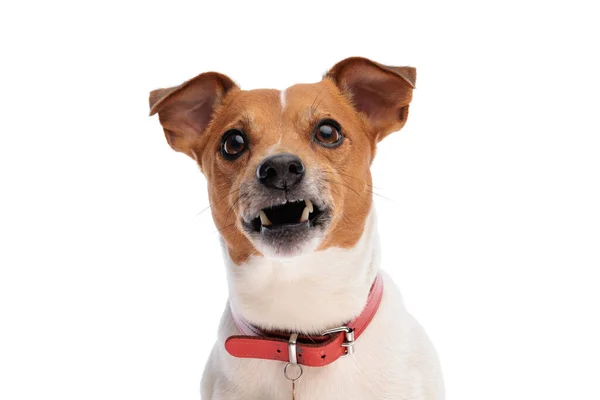 Angry Jack Russell Terrier Com Colarinho Olhando Para Cima Rosnando — Fotografia de Stock