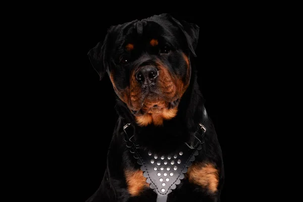 Mooie Rottweiler Puppt Dragen Lederen Kraag Zitten Voorkant Van Zwarte — Stockfoto