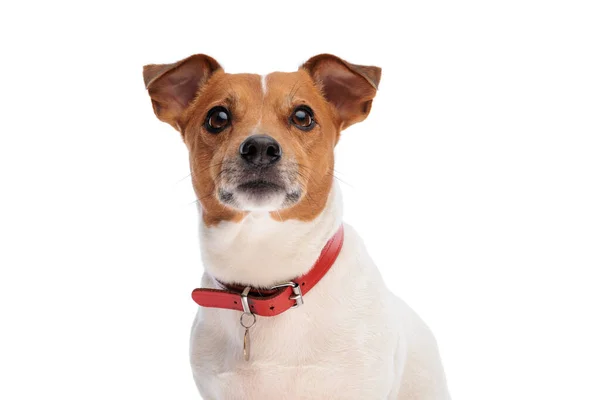 Entzückender Jack Russell Terrier Hund Der Aufschaut Und Neugierig Ist — Stockfoto