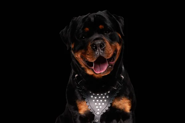 幸せなRottwiler子犬は舌を突き出し 革の襟を身に着けている間に喘ぐと黒の背景に座って — ストック写真