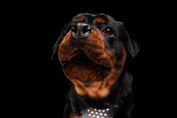 黒い背景の前に座って大きな目で食べ物を探して物乞いをする美しいロットウィラー犬 — ストック写真