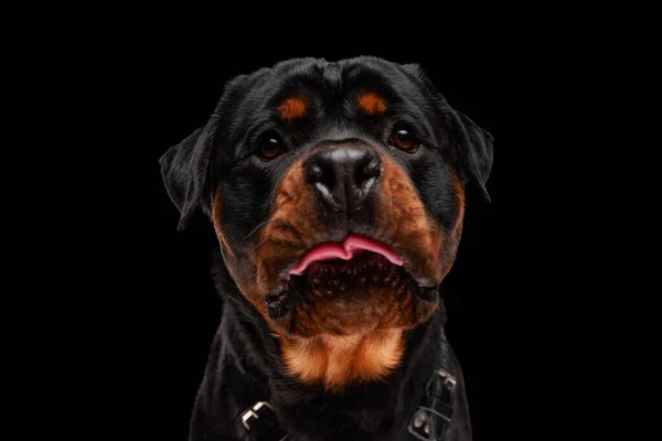 Schattige Rottweiler Hond Zoek Omhoog Bedelen Voor Voedsel Met Zijn — Stockfoto