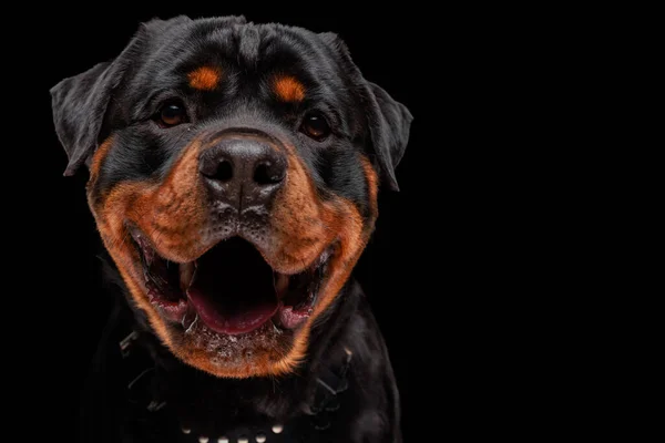 Ευτυχισμένο Σκυλί Rottweiler Κοιτάζοντας Προς Εμπρός Λαχάνιασμα Γλώσσα Έξω Και — Φωτογραφία Αρχείου