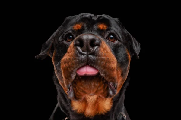 Közeli Kép Aranyos Rottweiler Kutya Kilóg Nyelv Felnéz Előtt Fekete — Stock Fotó