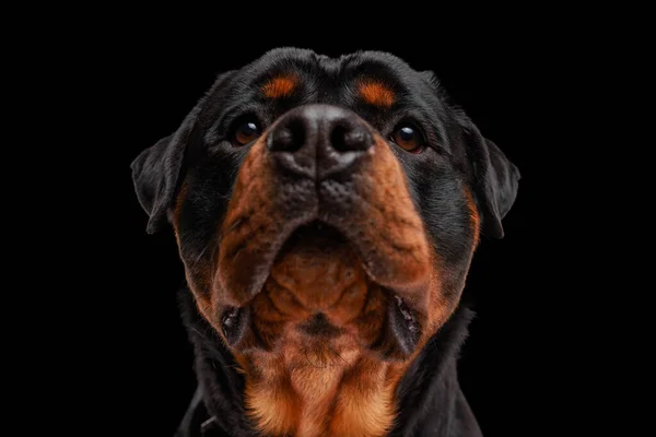 Hermoso Cachorro Rottweiler Con Grandes Ojos Mirando Hacia Arriba Esperando —  Fotos de Stock