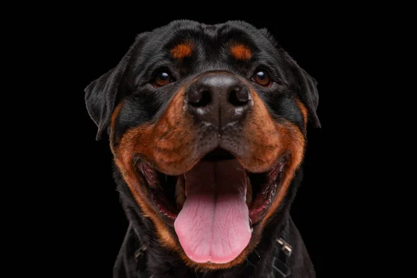 Щасливий Ротвейлер Собака Дивиться Вгору Стирчить Язика Панчохи Будучи Схвильованим — стокове фото