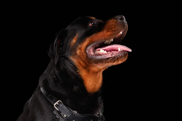 Vista Lateral Filhote Cachorro Rottweiler Entusiasmado Olhando Para Cima Ofegante — Fotografia de Stock