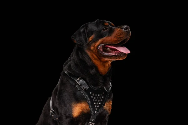 Vista Lateral Lindo Cachorro Rottweiler Olhando Para Cima Ofegante Frente — Fotografia de Stock