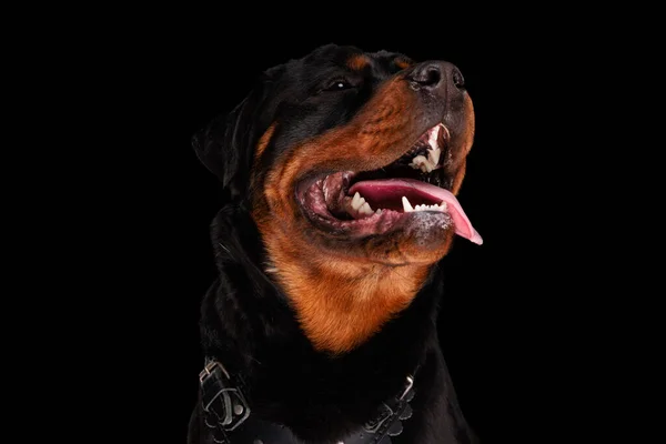 Schattig Rottweiler Puppy Met Tong Blootgesteld Zoek Omhoog Wachten Voedsel — Stockfoto