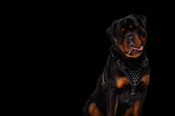 Γλυκό Σκυλί Rottweiler Δερμάτινο Κολάρο Προεξέχει Γλώσσα Και Λαχάνιασμα Ενώ — Φωτογραφία Αρχείου