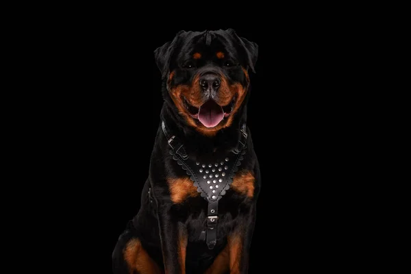 かわいいですRottwiler犬で革の襟が舌を突き出しスタジオで黒い背景に座っている間に喘ぐ — ストック写真