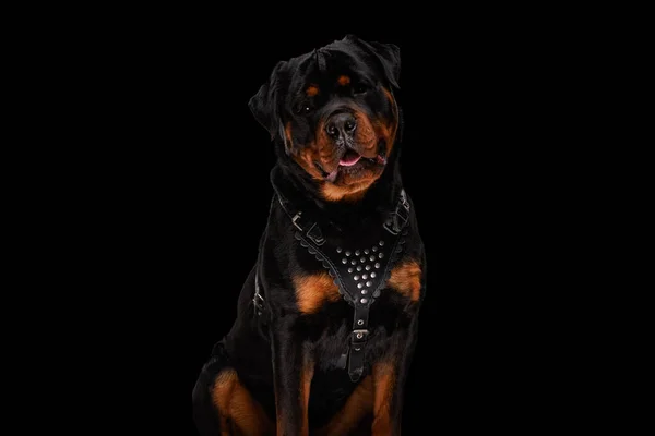 Adorável Rottweiler Cão Vestindo Colar Couro Ofegante Enquanto Sentado Fundo — Fotografia de Stock