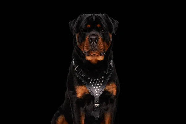Hermoso Perro Rottweiler Sentado Mirando Hacia Adelante Mientras Lleva Collar —  Fotos de Stock