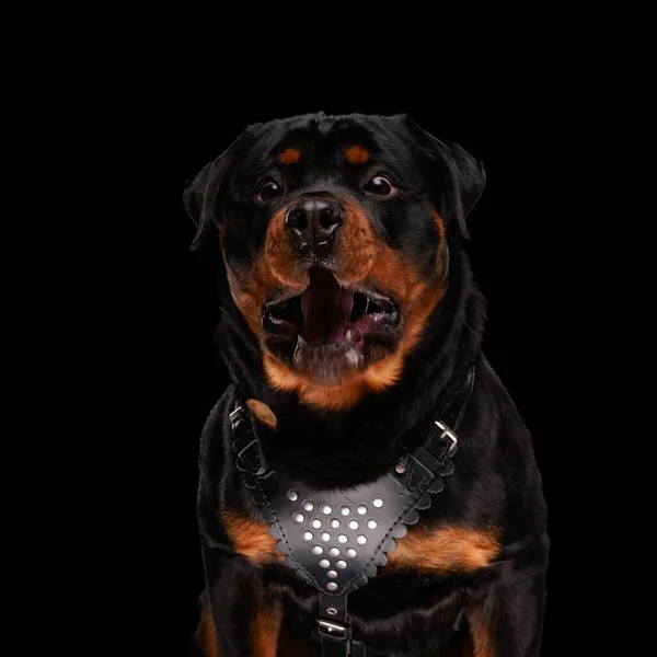 Lelkes Rottweiler Kutya Nagy Szüksége Van Élelmiszer Várakozás Sóvárgás Miközben — Stock Fotó