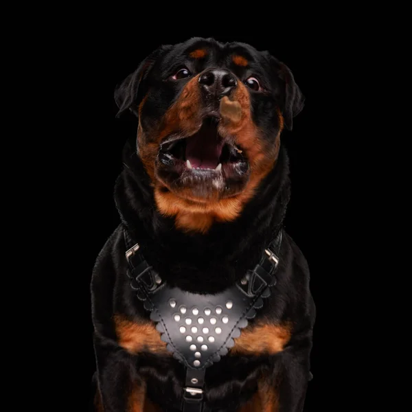 Grappig Rottweiler Hond Wanhopig Grote Behoefte Van Voedsel Wanhopig Zwarte — Stockfoto