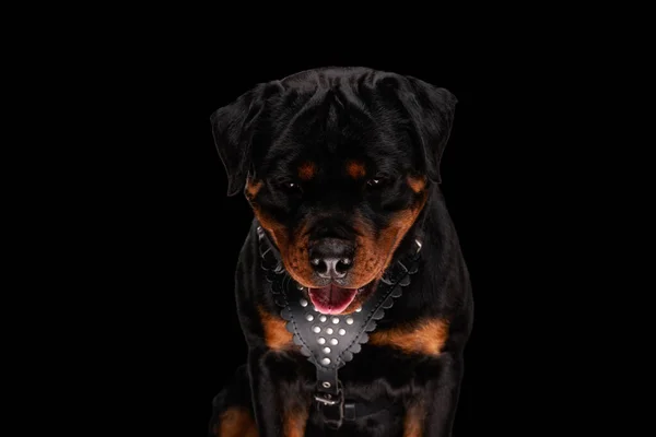黒の背景に座っている間に下を向いて喘ぐ愛らしいロットウィラー犬 — ストック写真