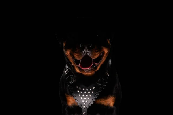Милий Ротвейлер Собака Стирчить Язиком Панчохами Сидячи Чорному Тлі — стокове фото