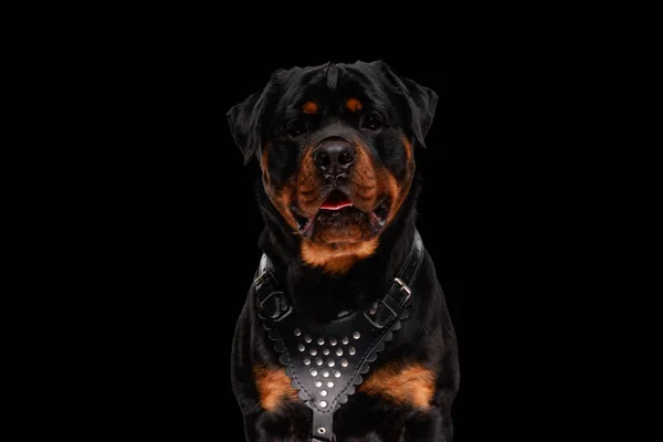 Lindo Cachorro Rottweiler Vestindo Colar Couro Ofegante Com Língua Fora — Fotografia de Stock