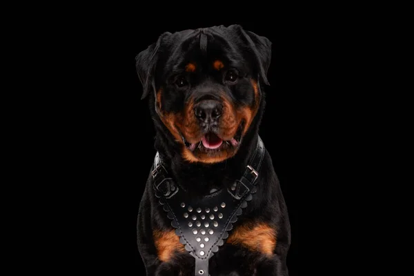 Sladký Rotvajler Pes Vyčnívající Jazyk Supění Při Sezení Před Černým — Stock fotografie