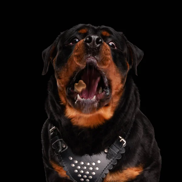 Zdesperowany Pies Rottweiler Łaknienie Połowu Żywności Siedząc Przed Czarnym Tle — Zdjęcie stockowe