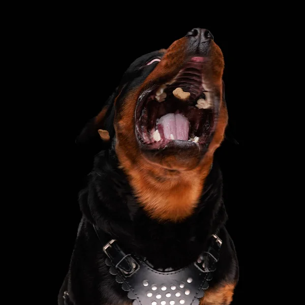 Kétségbeesett Rottweiler Hogy Éhes Sóvárgás Fogási Élelmiszer Miközben Fekete Háttér — Stock Fotó