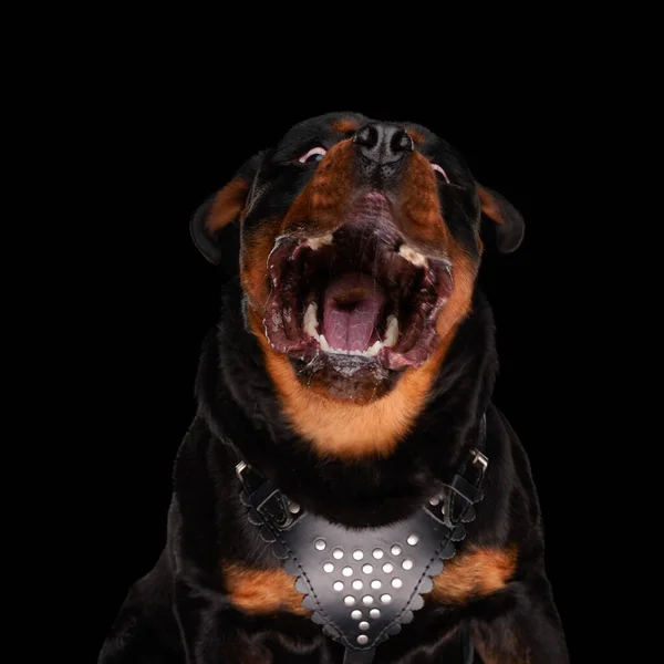 Lelkes Aranyos Rottweiler Hogy Éhes Sürgősen Szüksége Van Élelmiszer Miközben — Stock Fotó