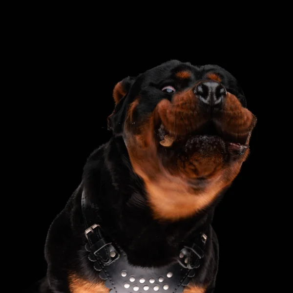 Śmieszne Rottweiler Szczeniak Jest Głodny Złapać Długo Oczekiwane Jedzenie Siedząc — Zdjęcie stockowe