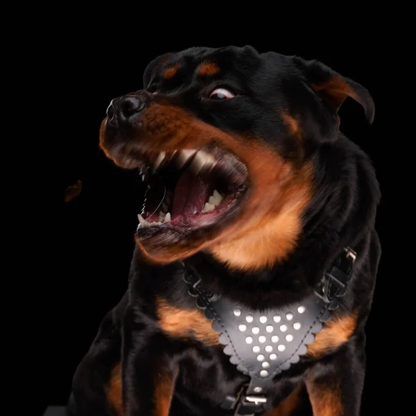 Perro Rottweiler Hambriento Dinámico Que Requiere Urgentemente Comida Mientras Está —  Fotos de Stock