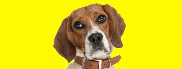 Imagem Cão Beagle Doce Fazendo Olhos Cachorro Animal Sessão Fotos — Fotografia de Stock