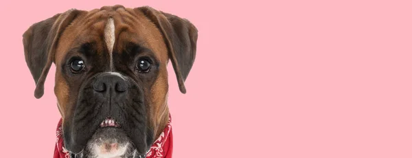Picture Beautiful Boxer Dog Showing His Teeth Animal Themed Photo — Stock Photo, Image