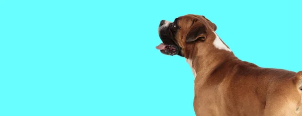 Obrázek Roztomilé Boxer Pes Hledá Stranu Oddychování Zvířeti Tématické Focení — Stock fotografie