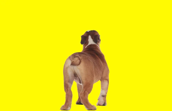 Obrázek Sladké Anglický Buldok Pes Ukazující Jeho Hýždě Kameru Zvířeti — Stock fotografie