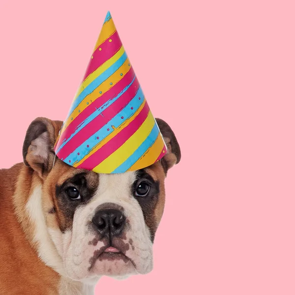 Foto Van Een Mooie Engelse Bulldog Met Verjaardagshoed Uitsteken Tong — Stockfoto