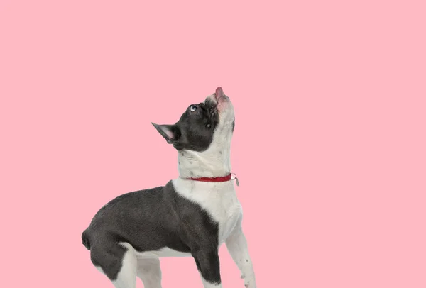 Bilde Søt Fransk Bulldogg Som Prøver Noe Med Tungen Bilde – stockfoto