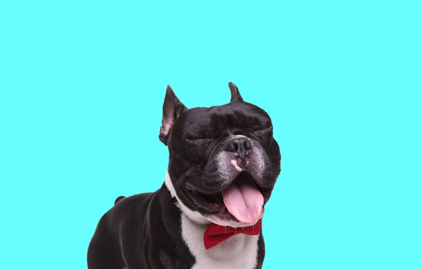 Picture Sweet French Bulldog Dog Laughing Out Loud Animal Themed — Stock Photo, Image