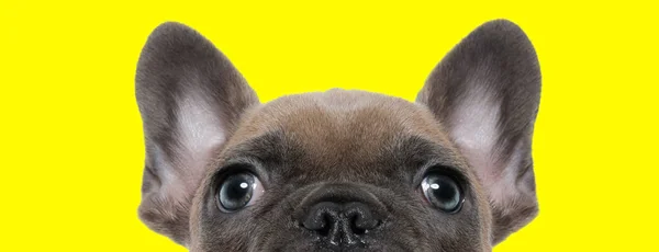 Foto Hermoso Bulldog Francés Escondiendo Cara Una Sesión Fotos Temática —  Fotos de Stock