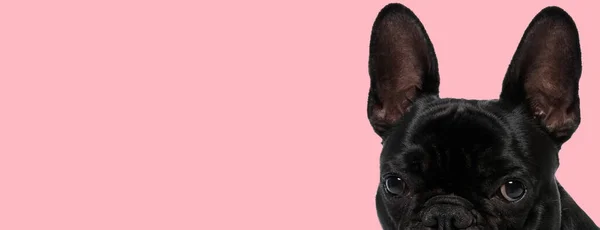 Imagem Cão Bulldog Francês Bonito Sentindo Tímido Animal Sessão Fotos — Fotografia de Stock