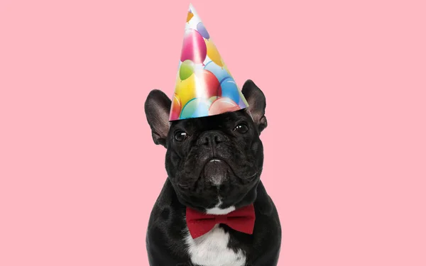 Foto Bulldog Francés Dulce Con Sombrero Cumpleaños Corbata Una Sesión —  Fotos de Stock