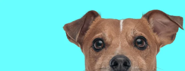 图片上漂亮的杰克 罗斯塞尔犬把自己的脸藏匿在动物主题的照片中 — 图库照片